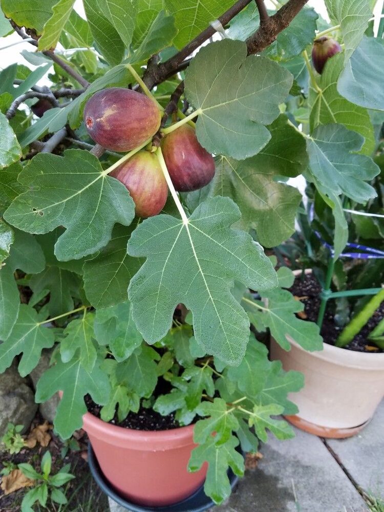 Potted fig tree, customer photo