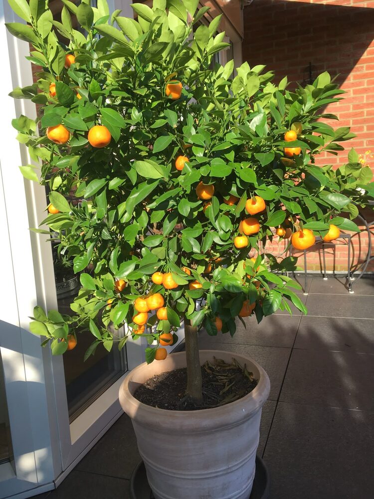 Potted orange tree, customer photo