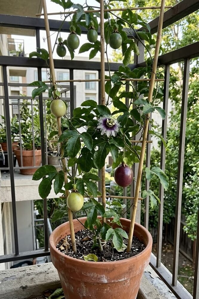 Potted passionfruit vine, customer photo