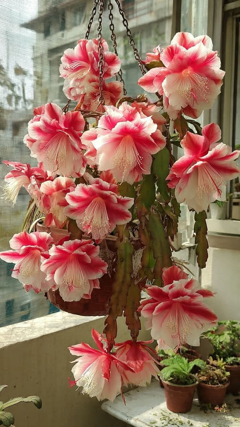 Orchid cactus (Epiphyllum) in bloom