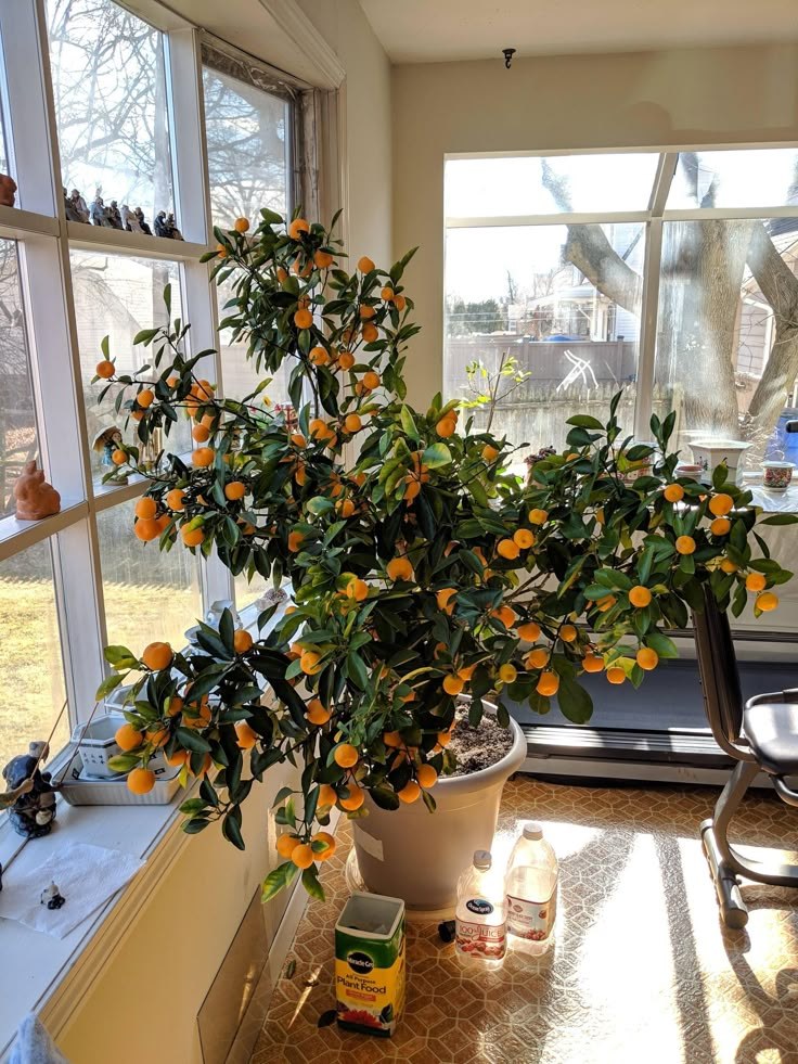 Potted kumquat tree full of fruit