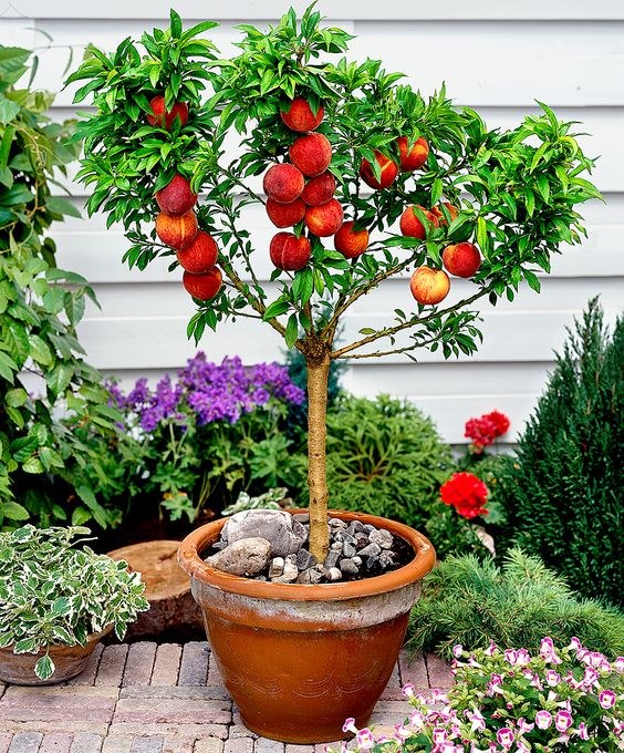 Dwarf peach tree fruiting in a pot
