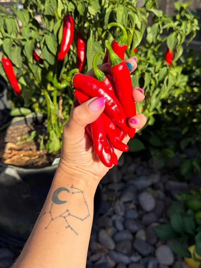 Red chili peppers picked straight from a potted plant