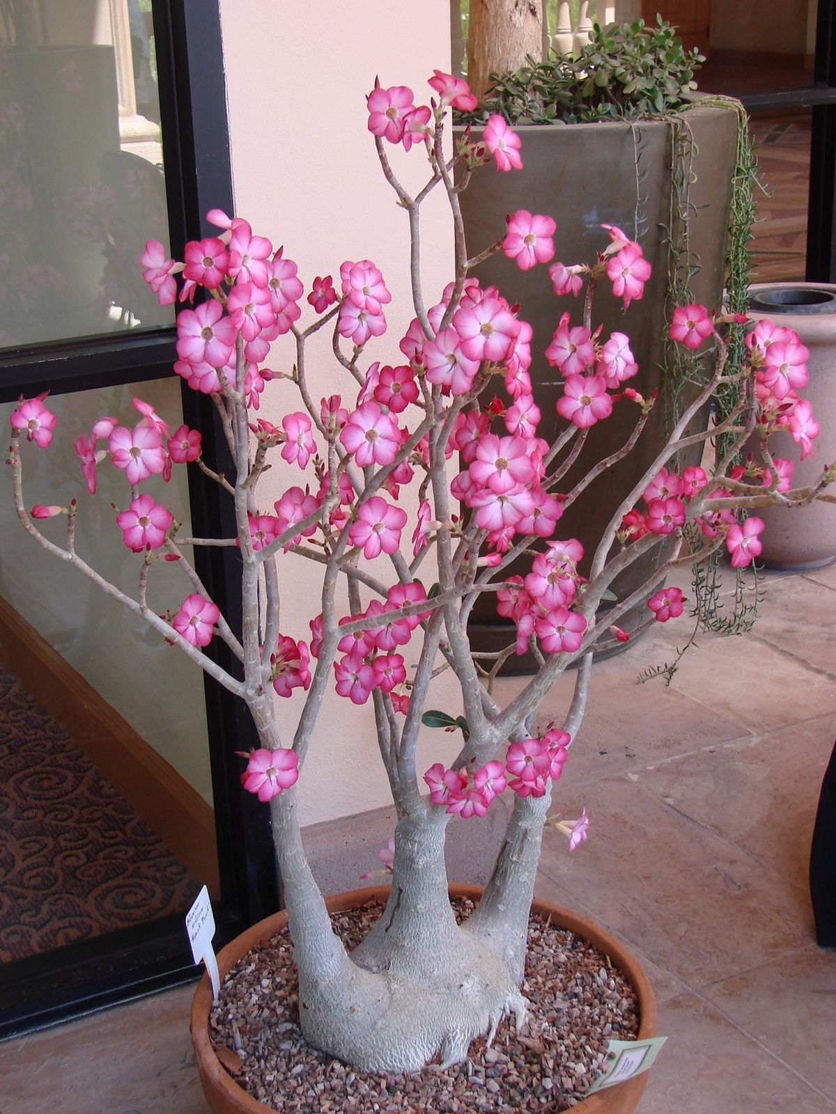 Bonsai-style desert rose (Adenium)