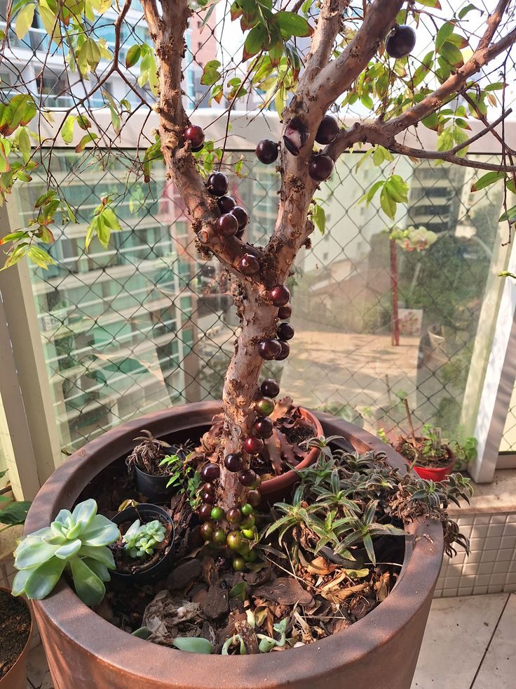 Real jabuticaba tree fruiting on its trunk