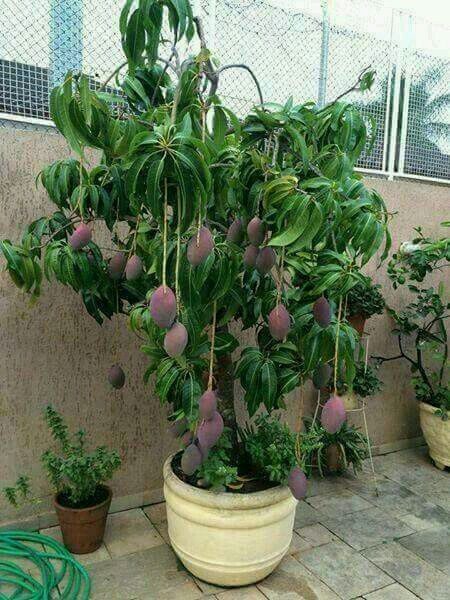Real dwarf mango tree grown in a pot